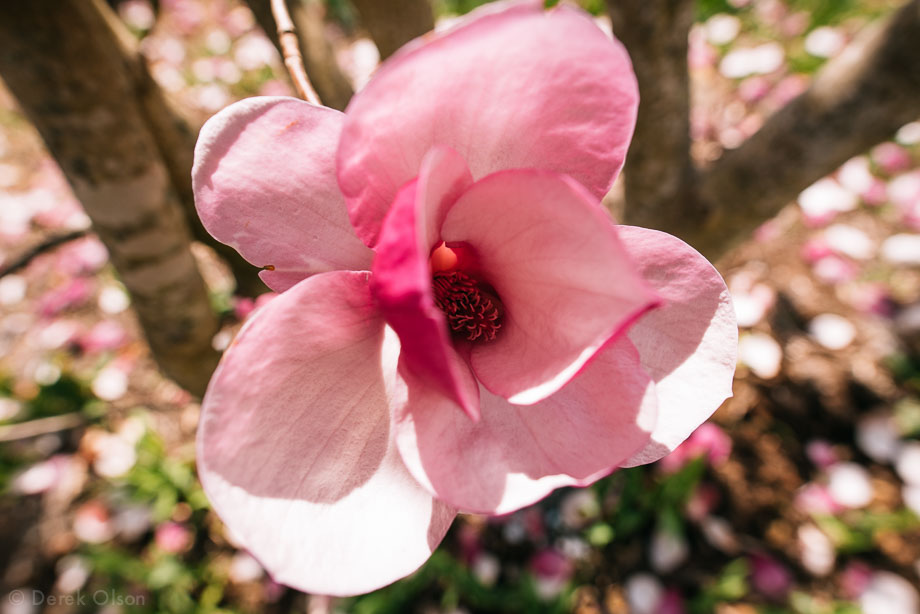 Close up of Japanese magnolia